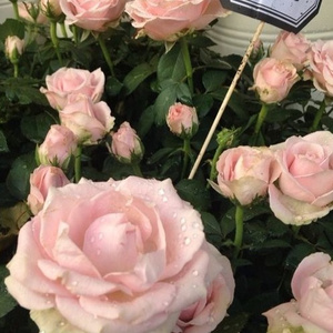 动漫 无尽 大山雀 青少年     妓女
